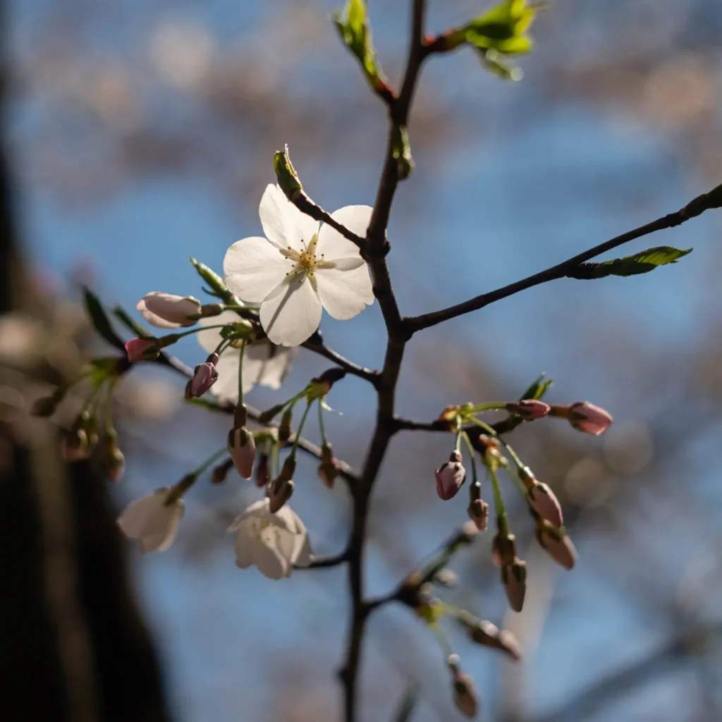 blossom-2048x2048 Cherry Blossoms