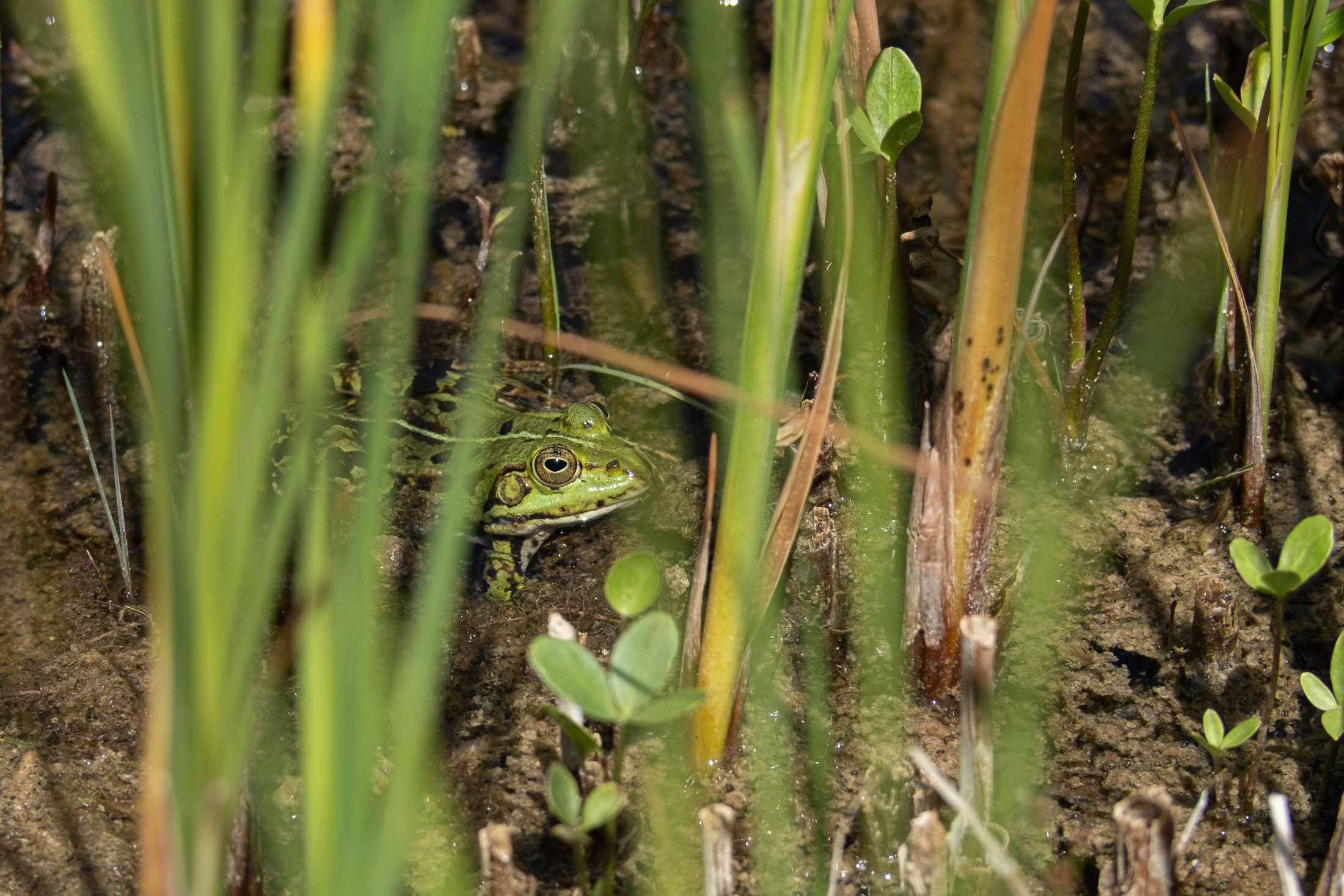 The green frog