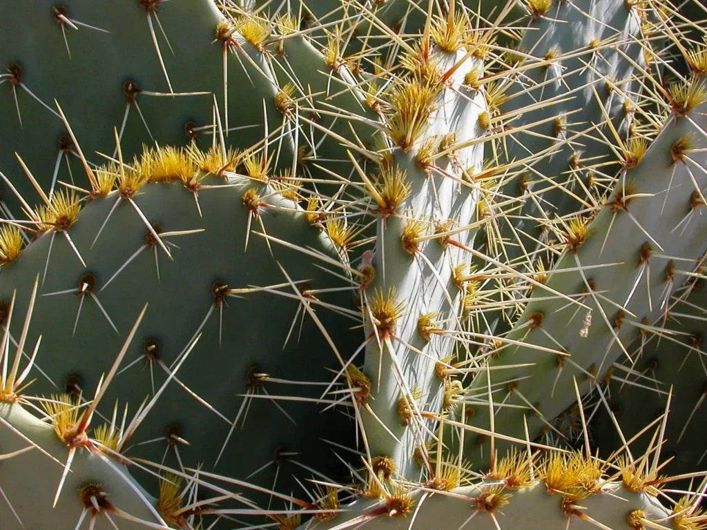 Close up photo of a cactus