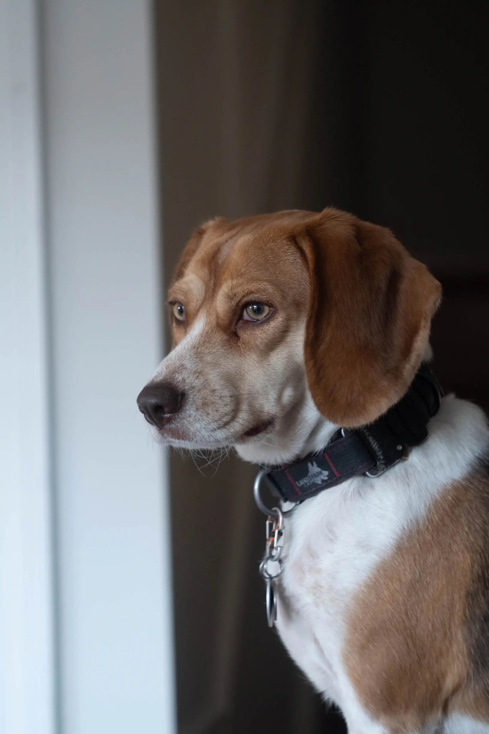 betty Betty the Beagle