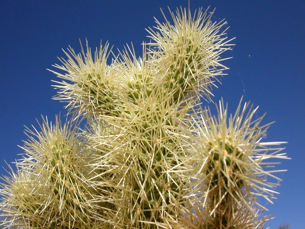 A cactus in Arizona