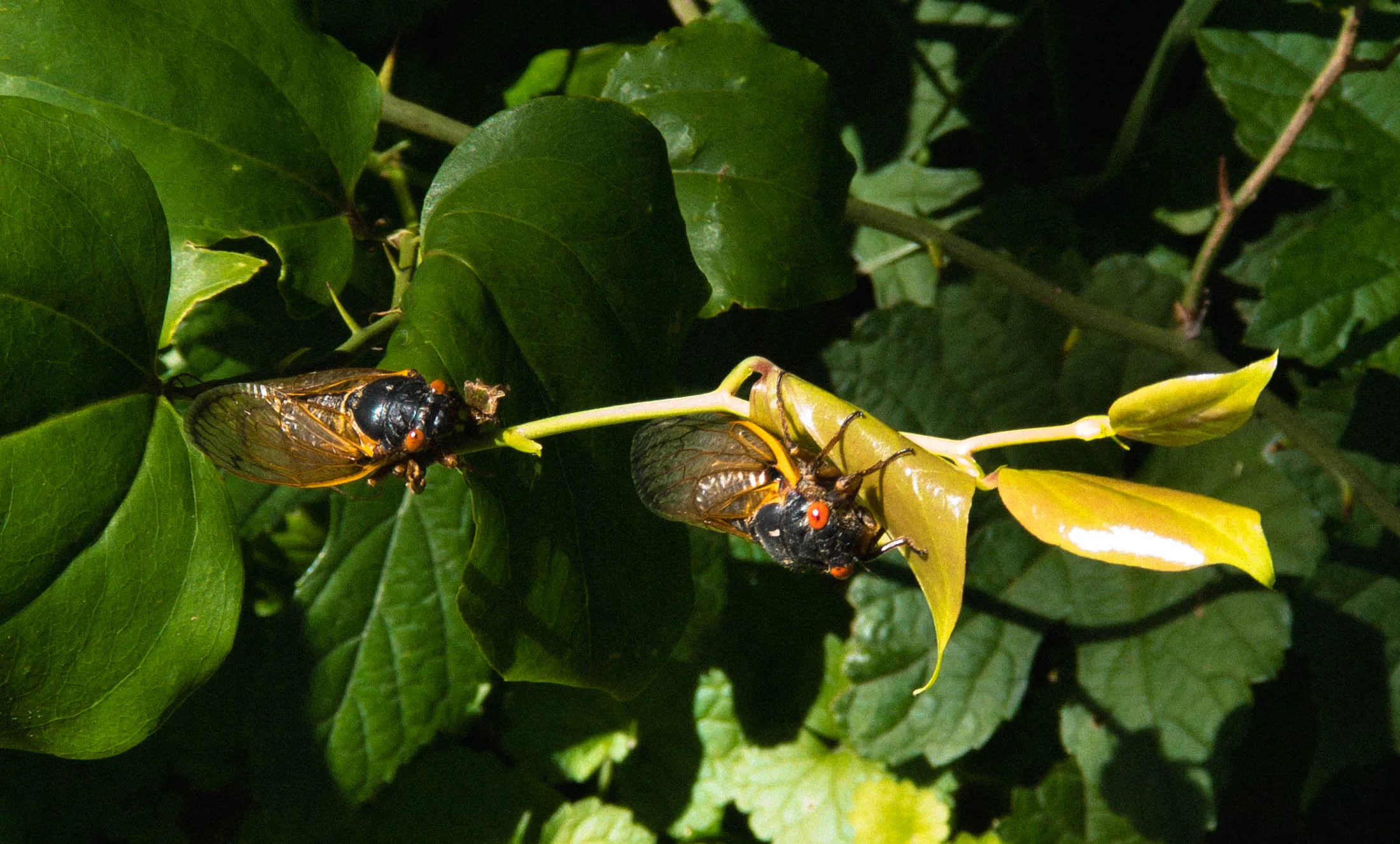 Two 17-Year Cicadas