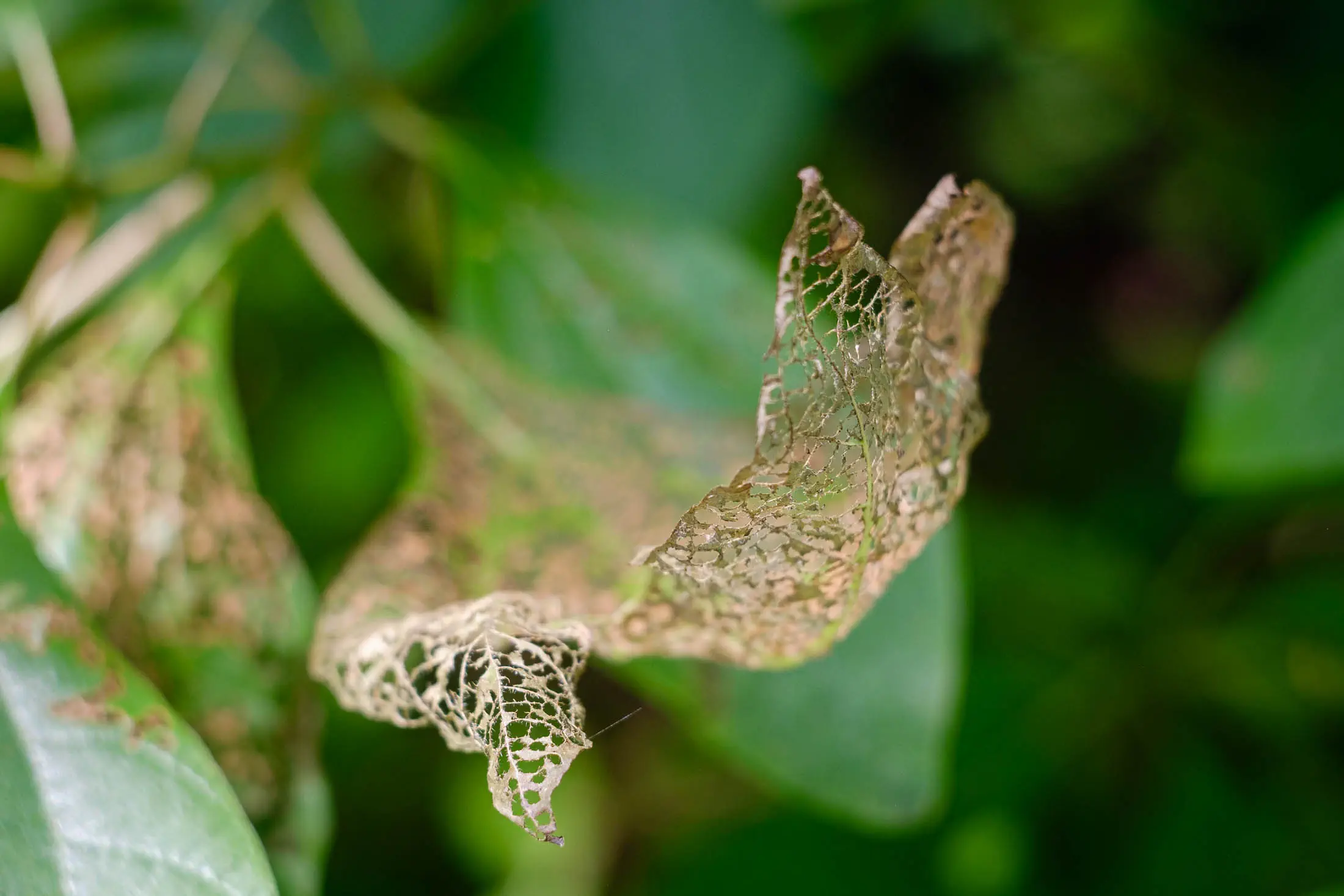 Gossamer