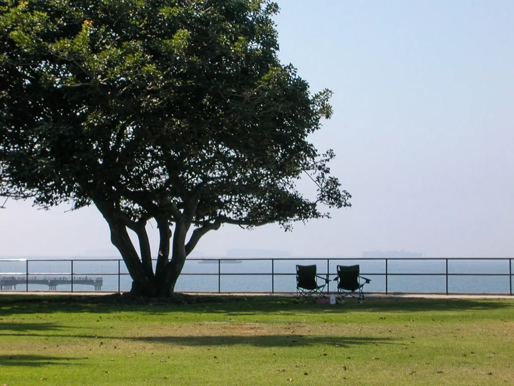 Tree with chairs at the ocean