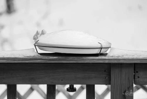 The frogs bowl in a frozen state