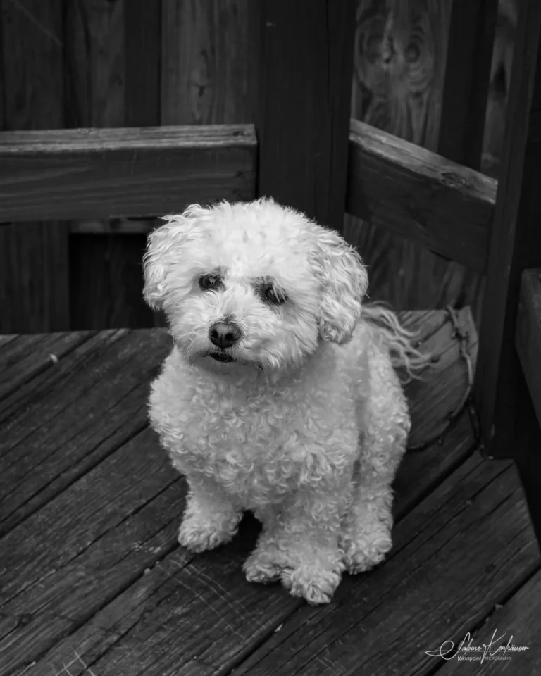 Week 12 – Georgie our Houseguest (Bichon Frisee)