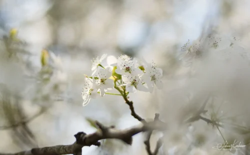 Callary Pear with Bokeh