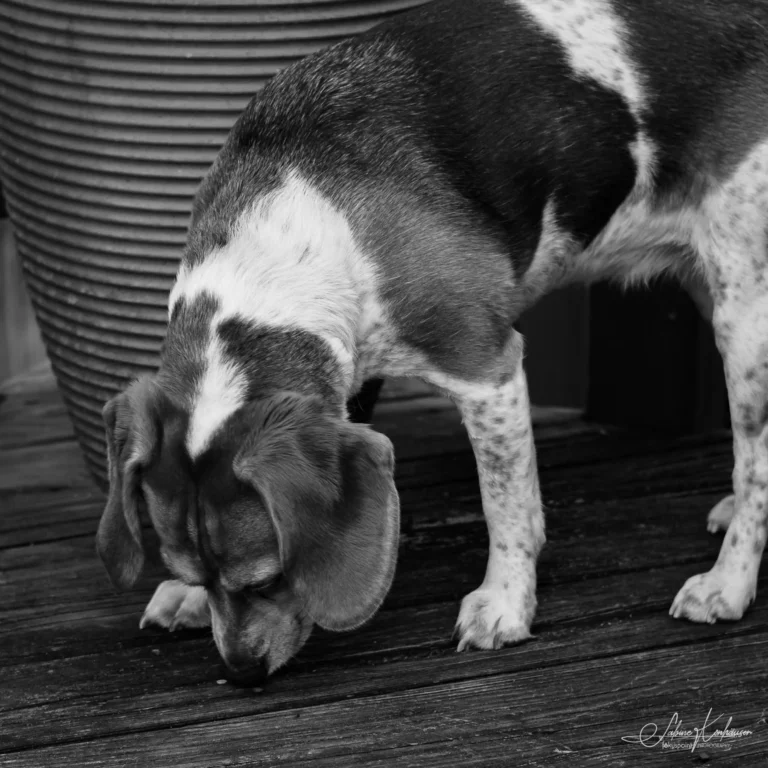 Week 15 - Betty the Scent Hound