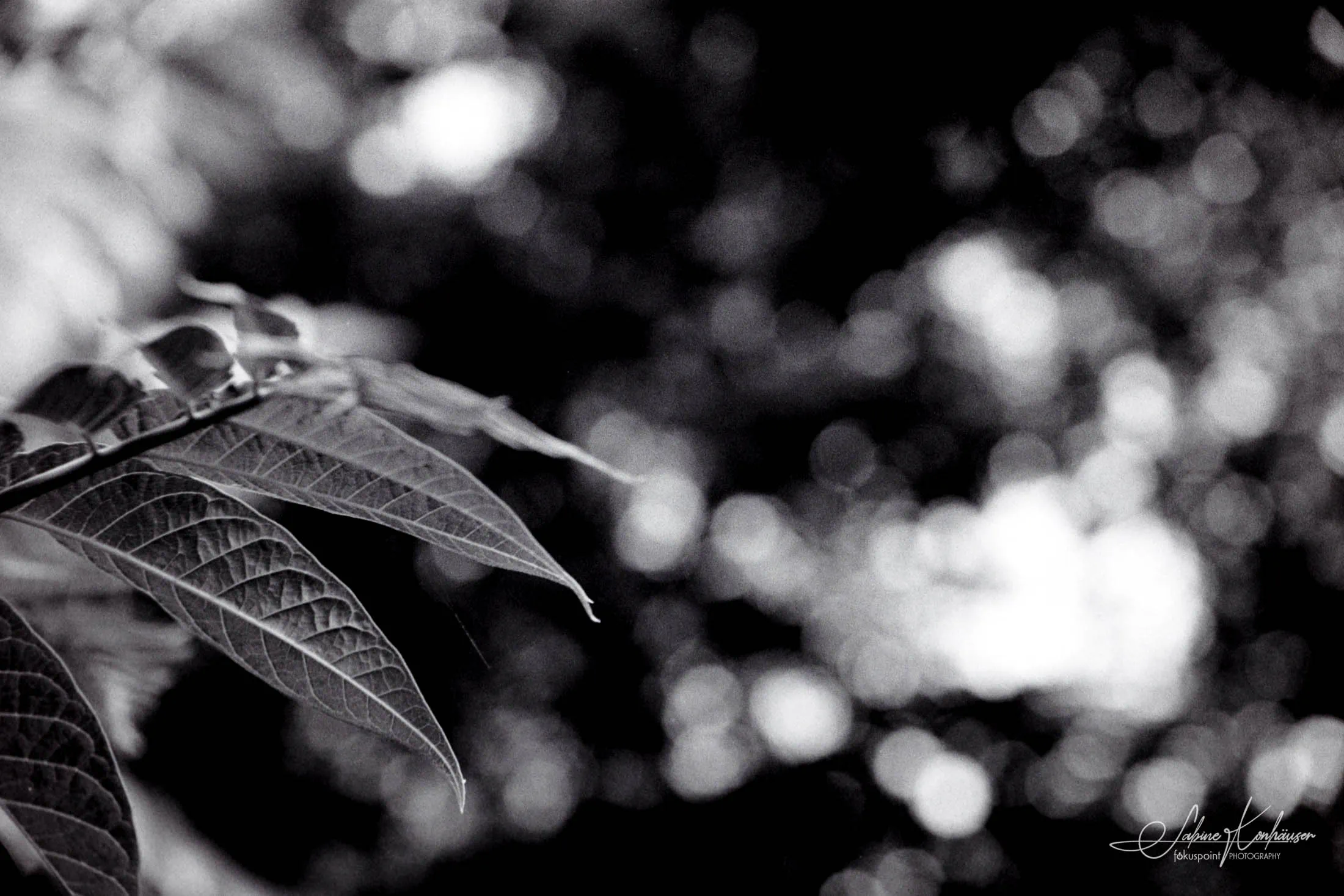 Black and White image taken with the Contameter