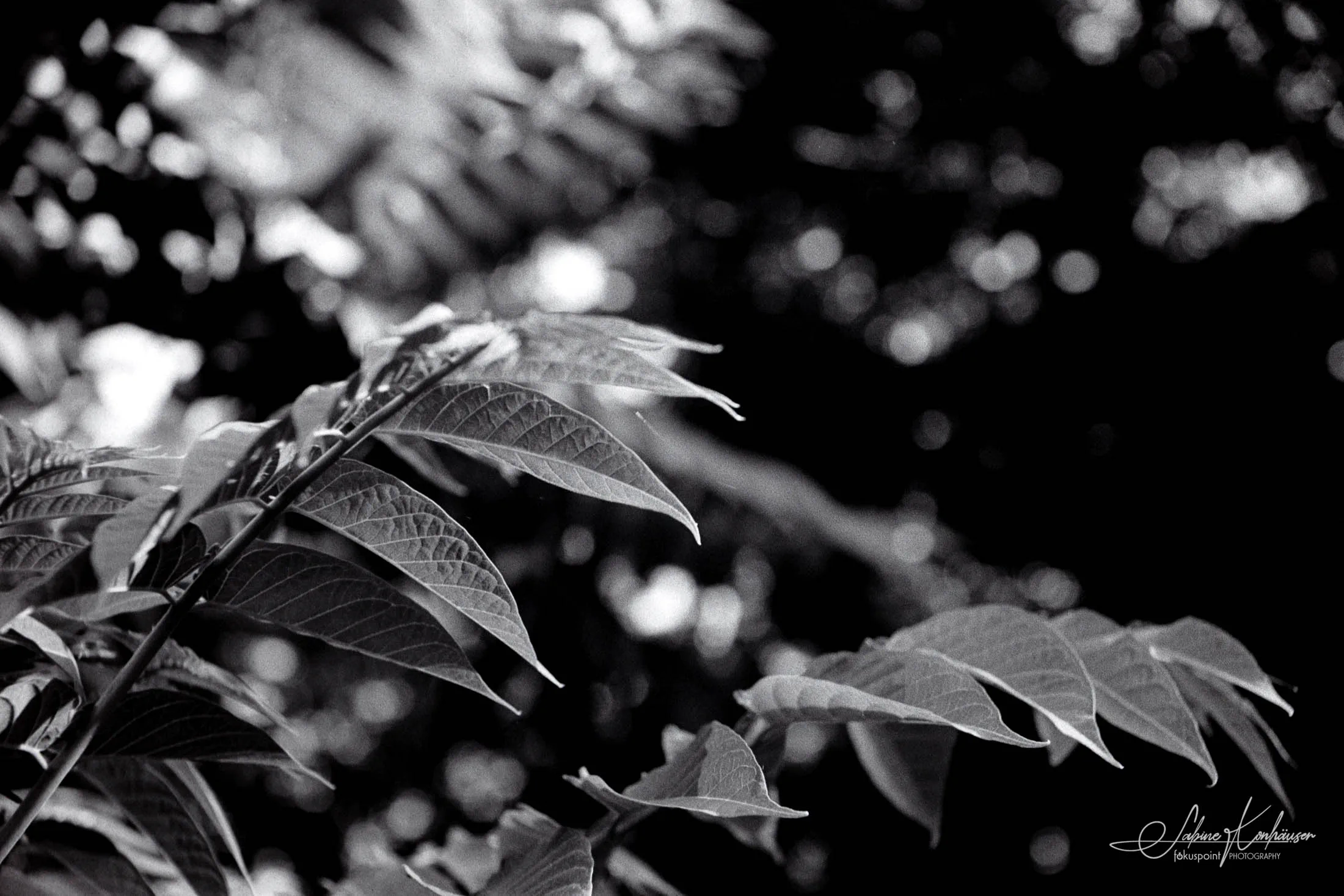 Black and White image taken with the Contameter