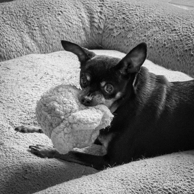 Week 21 - Maggie and The Popcorn