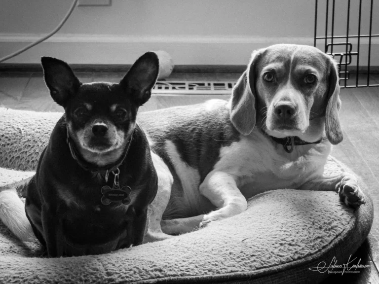 Week 35 - Maggie and Lucy