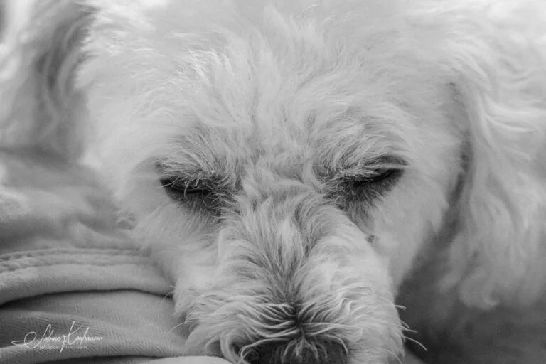 Week 37 - Georgie