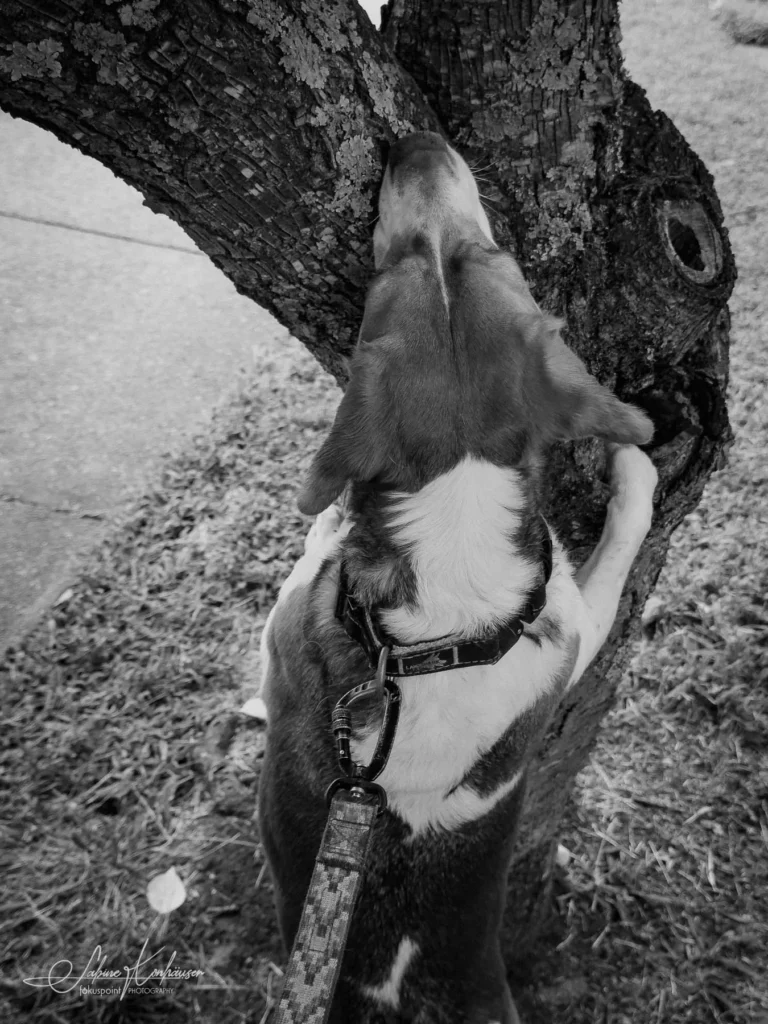 Week 39 - Lucy and the tree