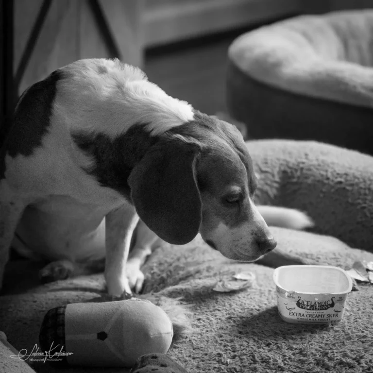 Week 42 - Lucy Loves Dairy