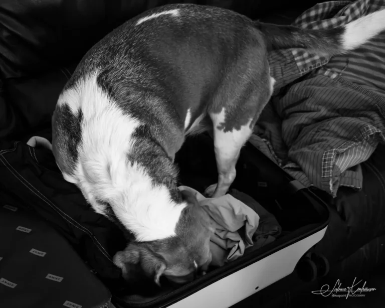 Week 43 - The Inspector Beagle
