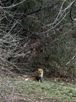iPhone 15 Pro Max | 15.66mm (240mm) | 1/75 sec | f/2.8 | ISO 400 Week 1 – The fox in our backyard