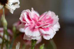 Fujifilm X-T1 | Meyer-Optik Görlitz Zebra Domiplan 50mm f2.8 | 50mm (75mm) | 1/150 sec | ISO 1600 Week 2 – Carnation