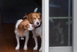 Fujifilm X-E3 | Belomo MC Helios 44-3 58mm f2 | 58mm (87mm) | 1/60 sec | ISO 1000 Week 4 – My Beagles Lucy and Betty