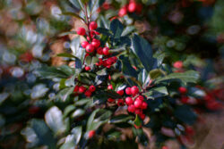 Seasonal Greetings