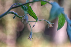 Tomato Blossoms in the Fall