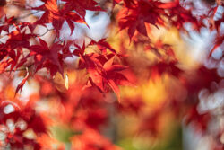 Fall Leaves, Wild and Beautiful