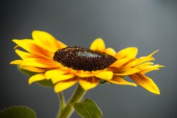 Olympus E-510 | Auto Revuenon MC 50mm f1.7 | 50mm (100mm) | 1/320 sec | ISO 100 Yellow Sunflower