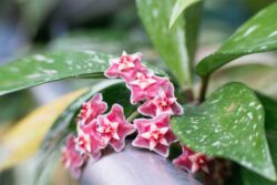 Fujifilm X-E1 | Lensbaby Sweet 35 | 35mm (53mm) | 1/125 sec | ISO 200 Hoya Carnosa (Wax Plant)
