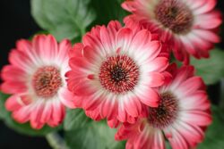 Fujifilm X-E1 | Lensbaby Sweet 35 | 35mm (53mm) | 1/13 sec | ISO 800 Red Gerbera