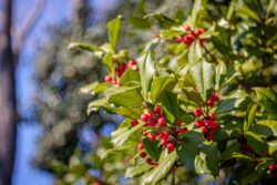 Fujifilm X-T1 | Meyer-Optik Görlitz Zebra Domiplan 50mm f2.8 | 50mm (75mm) | 1/550 sec | ISO 400 Week 5 – The Holly Tree – A Splash of Color in the Winter