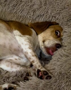 iPhone 15 Pro Max | 15.66mm (120mm) | 1/15 sec | f/2.8 | ISO 800 Week 6 – My Goofy Beagle