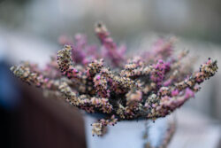 Erica, my great floral model. Smooth bokeh.