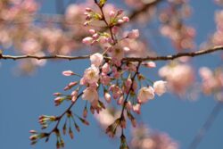 Fujifilm X-T1 | TTArtisan 100mm f2.8 | 100mm (150mm) | 1/1500sec | ISO 200 Week 11 – Cherry Blossoms near the Tidal Basin