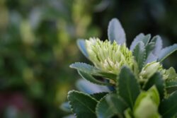 Fujifilm X-E3 | Brightin Star 35mm f0.95 | 35mm (53mm) | 1/60 sec | ISO 200 Week 10 – Boxwood coming alive again