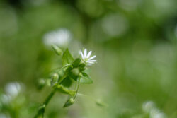 Tiny White Flower