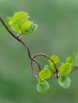 Fujifilm X-E3 | Fujifilm 18-55mm f/2.8-4 R LM OIS | 55mm (83mm) | 1/100 sec | f/4 | ISO 200 | MCEX-11 Week 14 - Green Spring Leaves