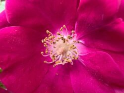 iPhone 15 Pro Max | 2.22mm (14mm) | 1/60 sec | f/2.2 | ISO 125 Week 20 - A rose after the storm