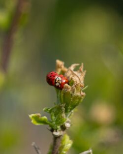 Fujifilm X-E3 | Helios-44 58mm f2 (13 Blades) | 58mm (87mm) | 1/2000sec | f/2.8 | ISO 200 Week 18 – Ladybugs