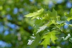 Fujifilm X-E3 | Auto Sears 55mm f1.4 (Tomioka) | 55mm (83mm) | 1/1600sec | f/2.8 ISO 400 Week 19 – Leaves and Eggs