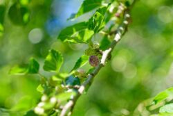 Fujifilm X-T1 | Helios-44 58mm f2 (13 Blades) | 58mm (87mm) | 1/750sec | f/2 | ISO 200 Week 22 – Mulberry Berries