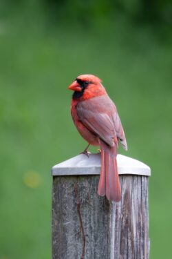 Fujifilm X-E3 | Fujinon XF 55-200mm f3.5-4.8 R LM OIS | 200mm (300mm) | 1/100 sec | f/4.8 | ISO 200 Week 21 - Male Red Cardinal