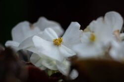 Fujifilm X-E3 | Fujinon XF 60mm f2.4 R Macro | 60mm (90mm) | 1/1700 sec | f/2.8 | ISO 200 Begonia