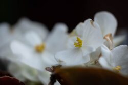Fujifilm X-E3 | Fujinon XF 60mm f2.4 R Macro | 60mm (90mm) | 1/1250 sec | f/2.8 | ISO 200 Project 52 - Week 23 - Begonia