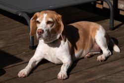 Fujifilm X-E3 | Fujinon XF 55-200mm f3.5-4.8 R LM OIS | 86mm (129mm) | 1/1250 sec | f/7.1 | ISO 200 Project 52 - Week 24 - Beagle Luna