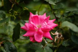 Fujifilm X-E3 | CZJ Biotar 58mm f2 (10 Blades) | 58mm (87mm) | 1/640sec | f/4 | ISO 200 Project 52 - Week 25 - The Rose