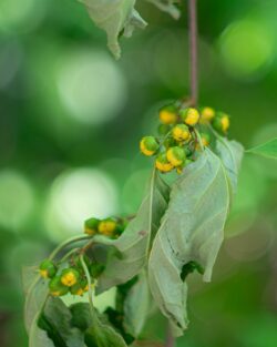 Fujifilm X-T1 | Helios-44 58mm f2 (13 Blades) | 58mm (87mm) | 1/800sec | f/4 | ISO 1000 Week 30 – Celastrus Scandens – American Bittersweet