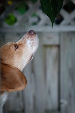 Fujifilm X-E3 | Fujinon XF 60mm f2.4 R Macro | 60mm (90mm) | 1/280 sec | f/2.8 | ISO 200 Week 31 – Betty and the Leaf