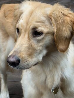 iPhone 15 Pro Max | 6.76mm (123mm) | 1/170 sec | f/1.8 | ISO 50 Week 32 – Millie, the Golden Retriever