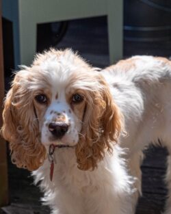 Fujifilm X-E3 | Fujinon 18-55mm f/2.8-4 R LM OIS | 55mm (83mm) | 1/1600 sec | f/6.4 | ISO 400 Week 33 – Lexi the Cocker Spaniel Puppy