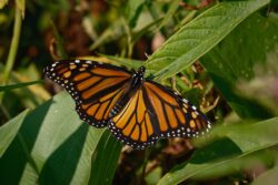 Fujifilm X-T5 | Fujinon XF 55-200mm f3.5-4.8 R LM OIS | 200mm (300mm) | 1/750 sec | f/6.4 | ISO 125 Week 34 – Monarch Butterfly